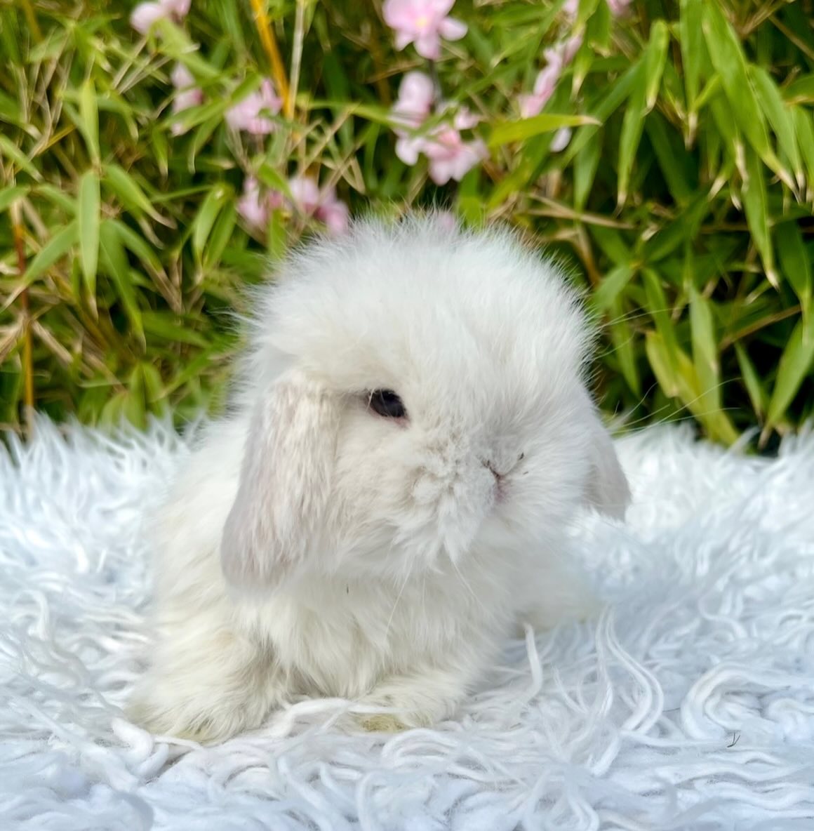 Pearl, a chocolate frosted pearl fox vienna marked Mini Lop doe, photo 2