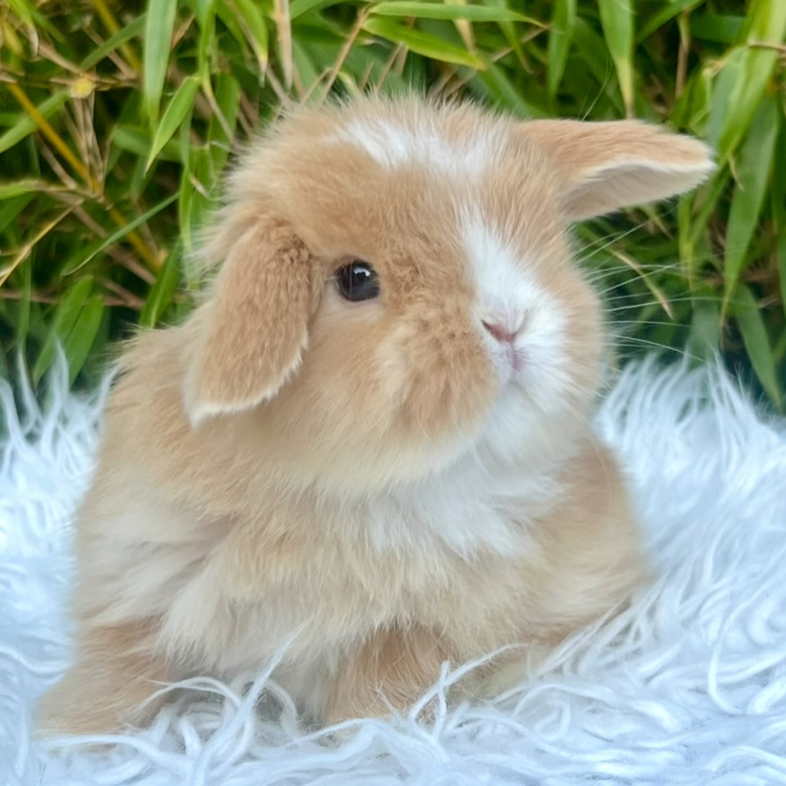 Pixie, a chocolate harlequin otter ha Mini Lop doe