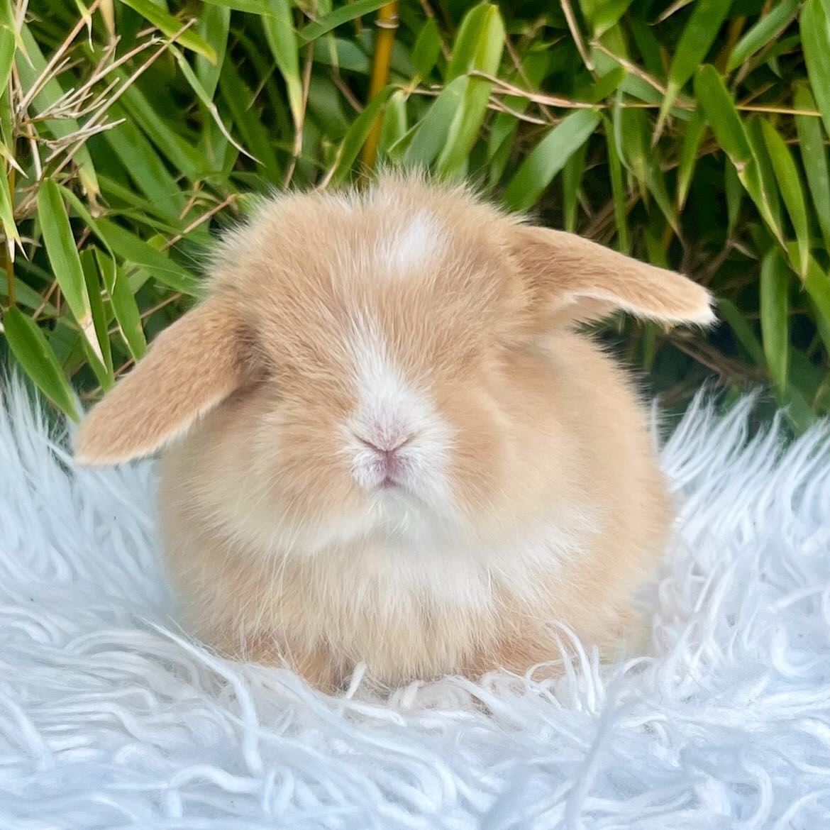 Pixie, a chocolate harlequin otter ha Mini Lop doe, photo 2