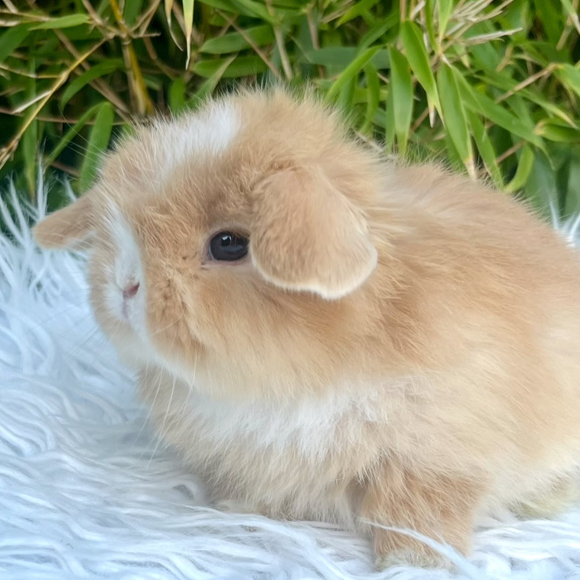 Pixie, a chocolate harlequin otter ha Mini Lop doe, photo 3