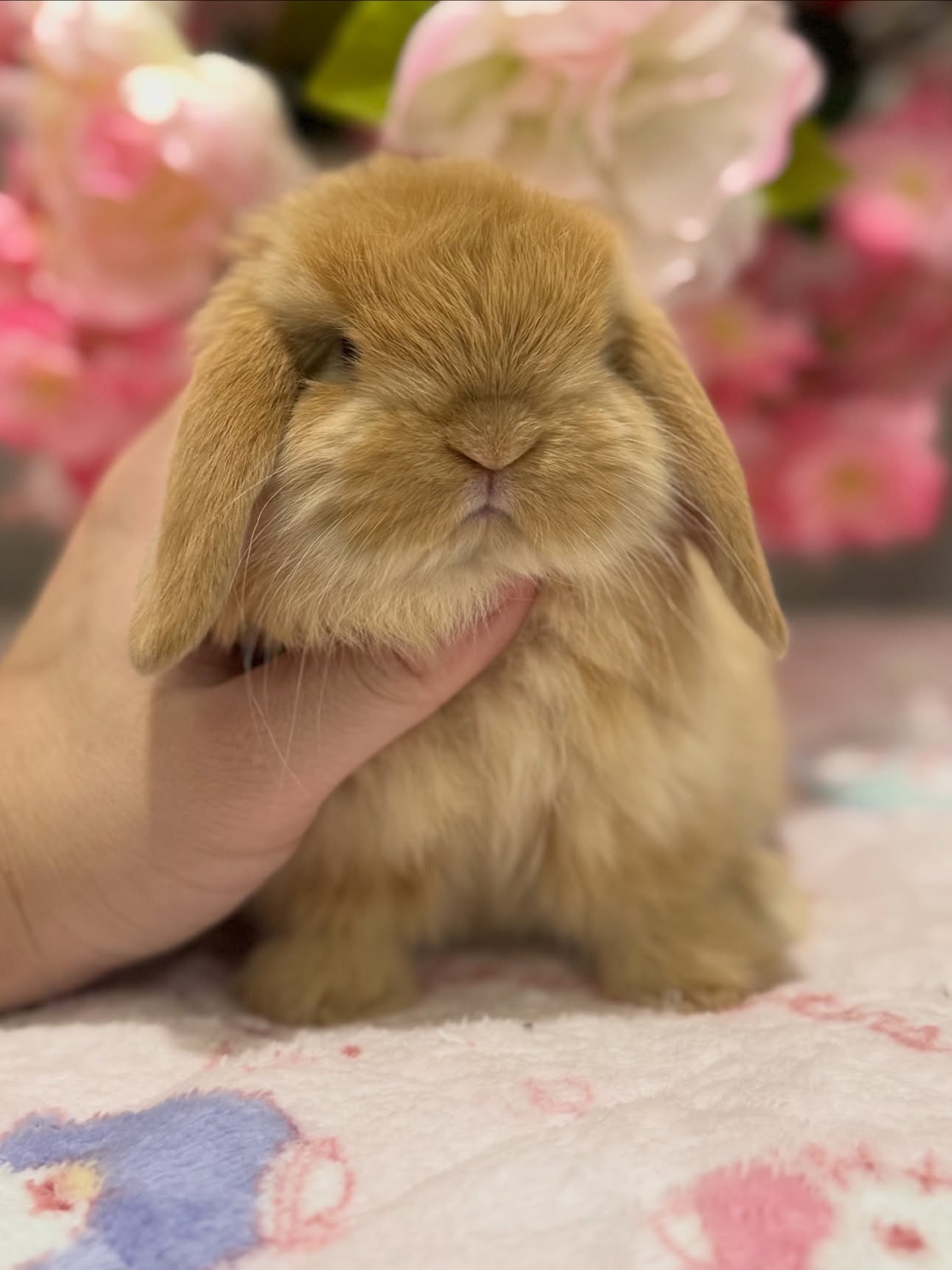 Rufus, a orange Holland Lop buck available to Florida