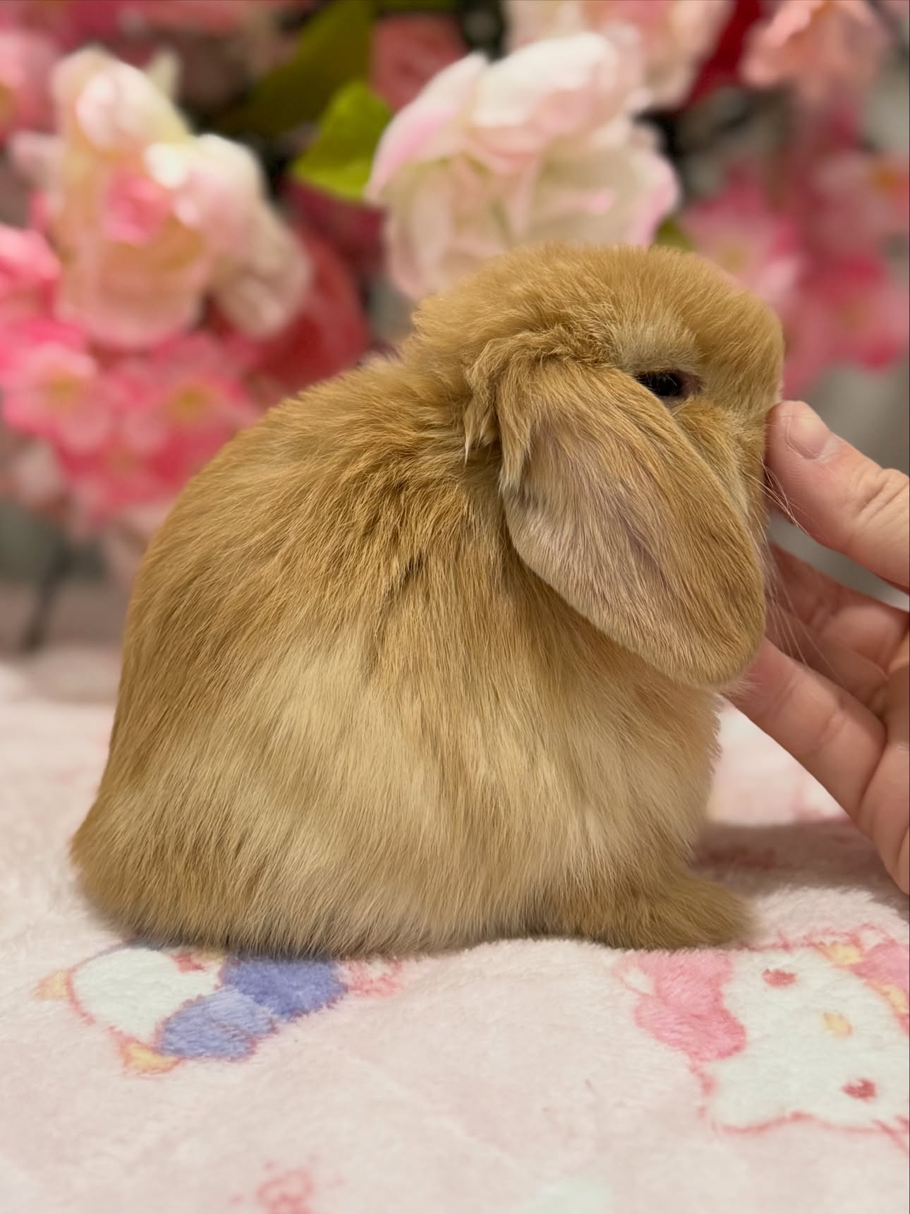 Rufus, a orange Holland Lop buck available to Florida, photo 2