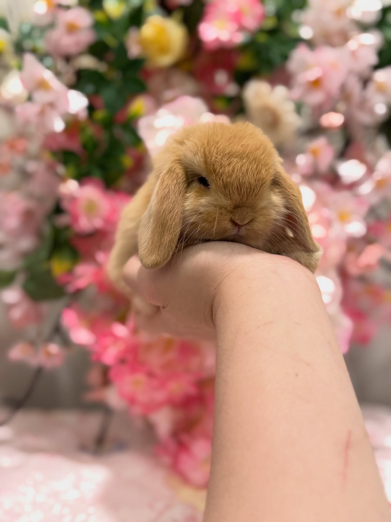 Rufus, a orange Holland Lop buck available to Florida, photo 3