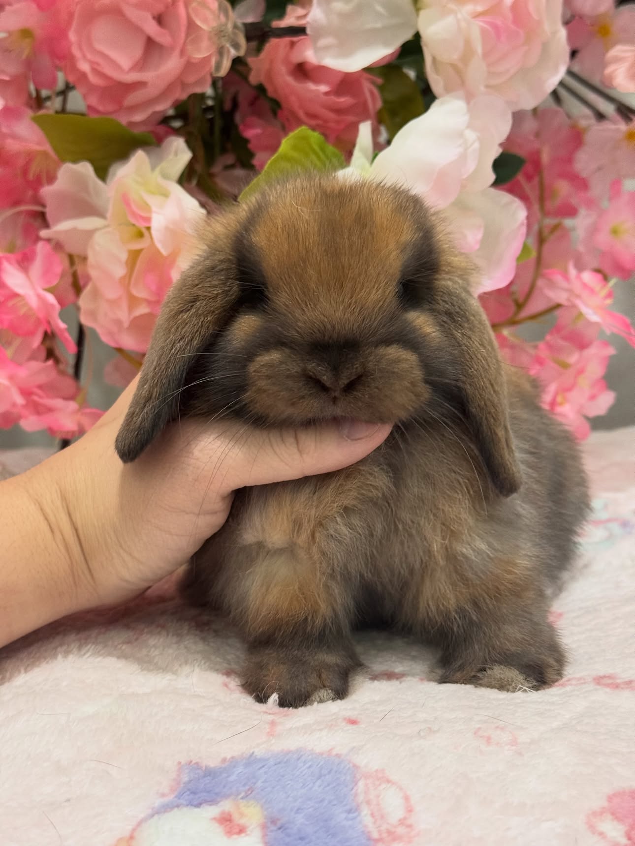 Rusty, a black tort Holland Lop buck available to New York