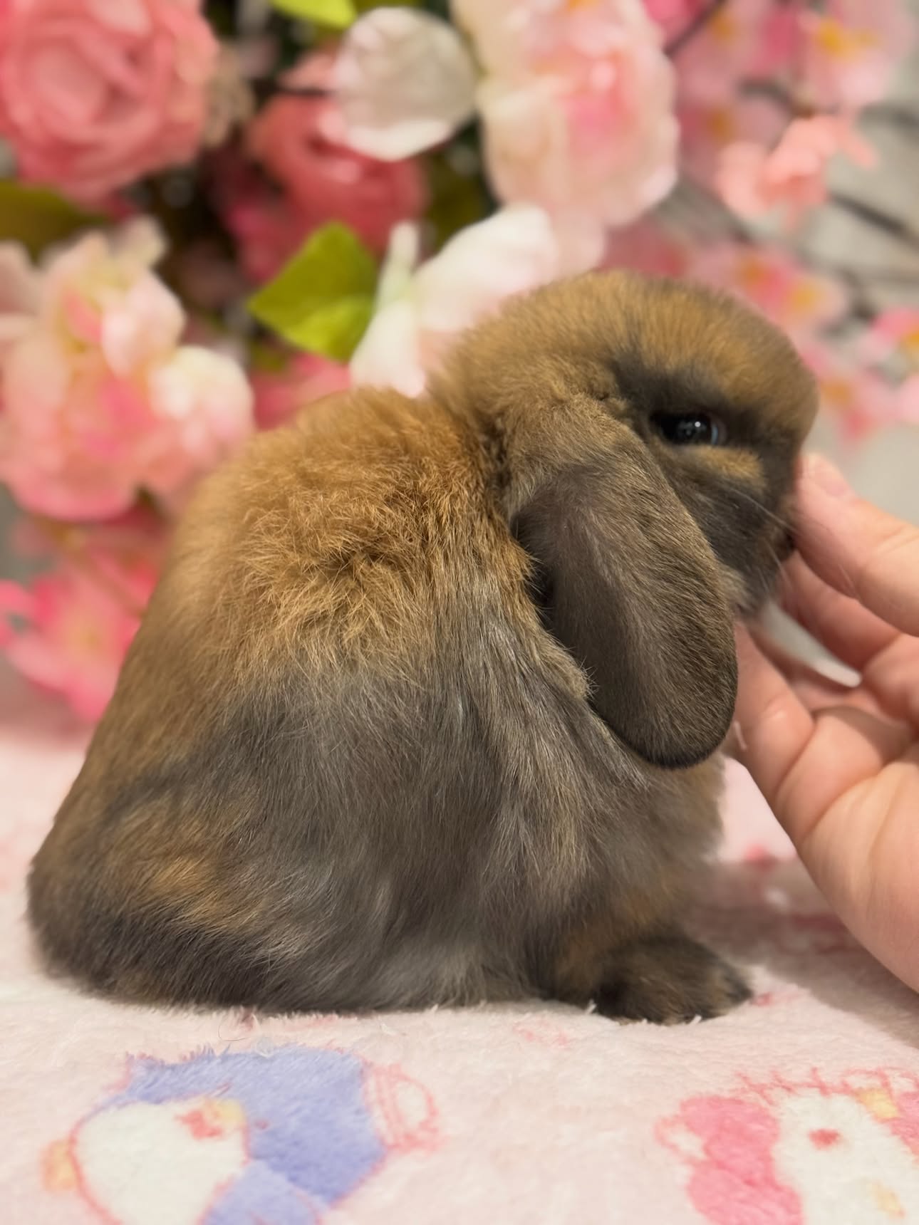 Rusty, a black tort Holland Lop buck available to New York, photo 2
