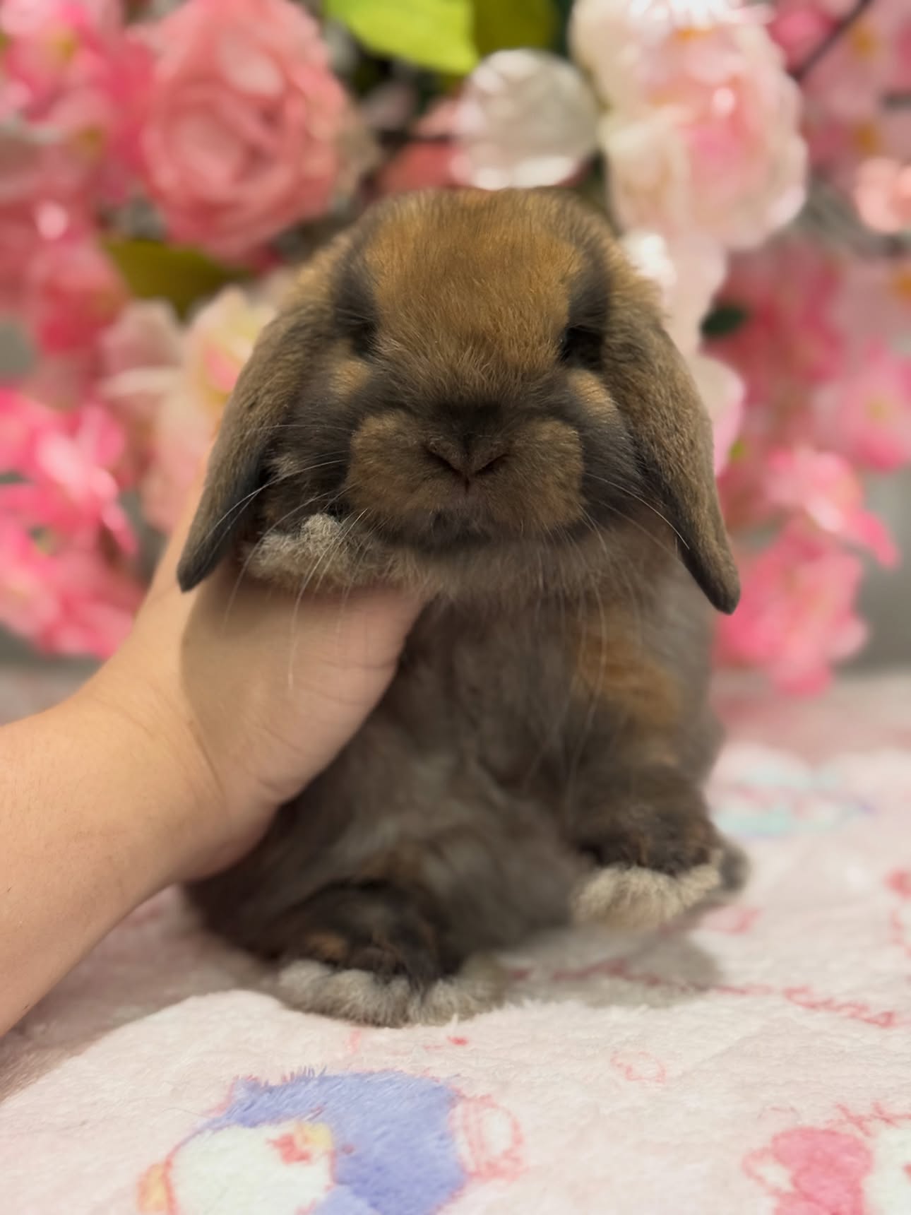 Rusty, a black tort Holland Lop buck available to New York, photo 3