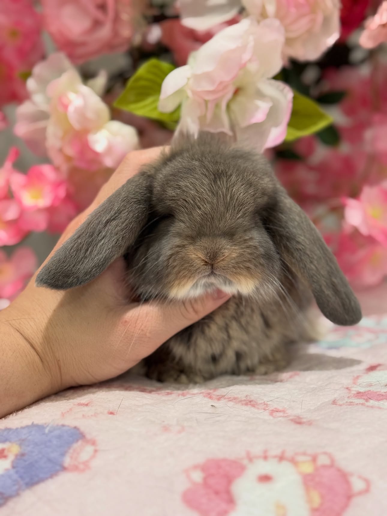 Sage, a opal French Lop buck