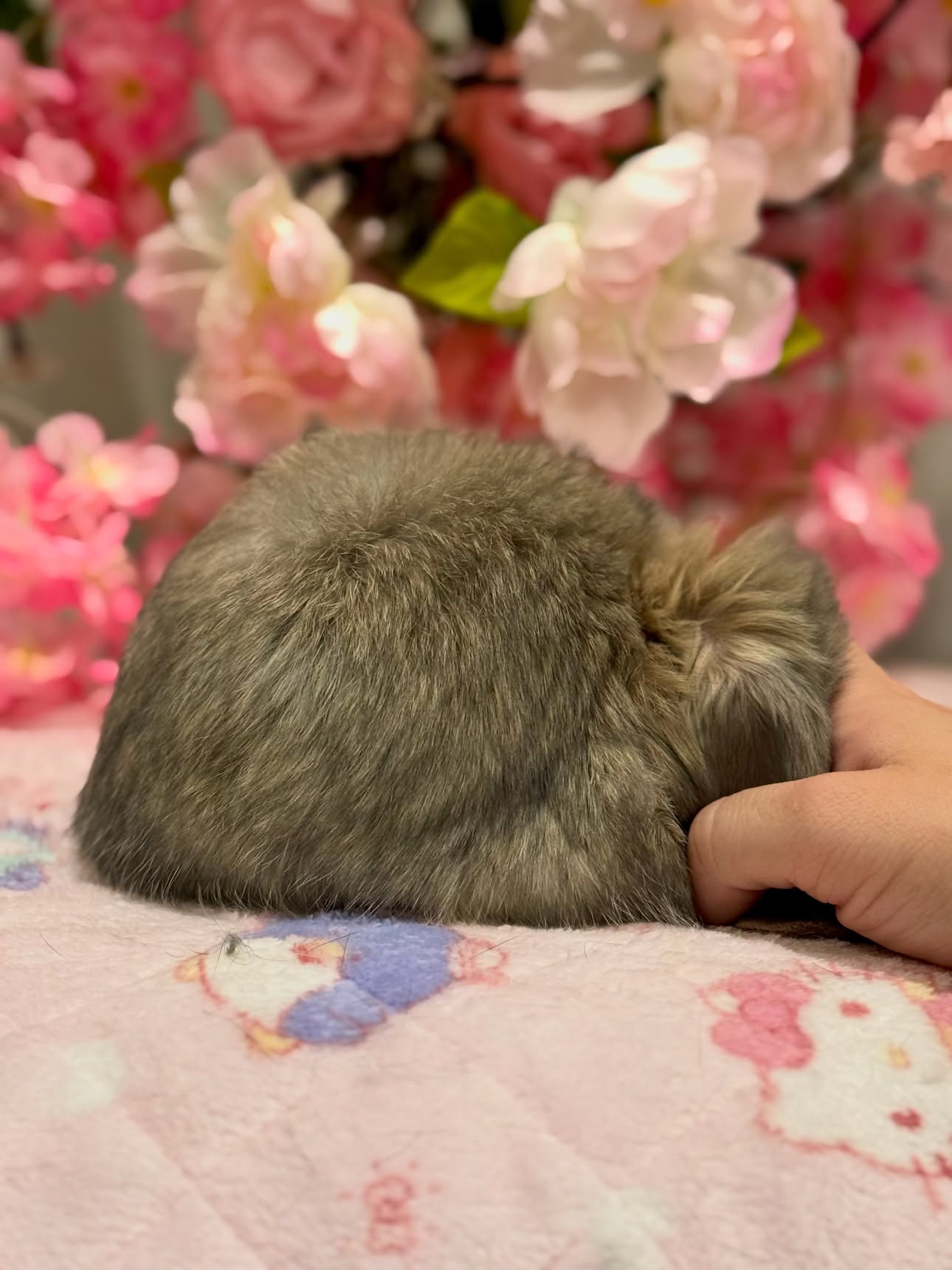 Sage, a opal French Lop buck, photo 2