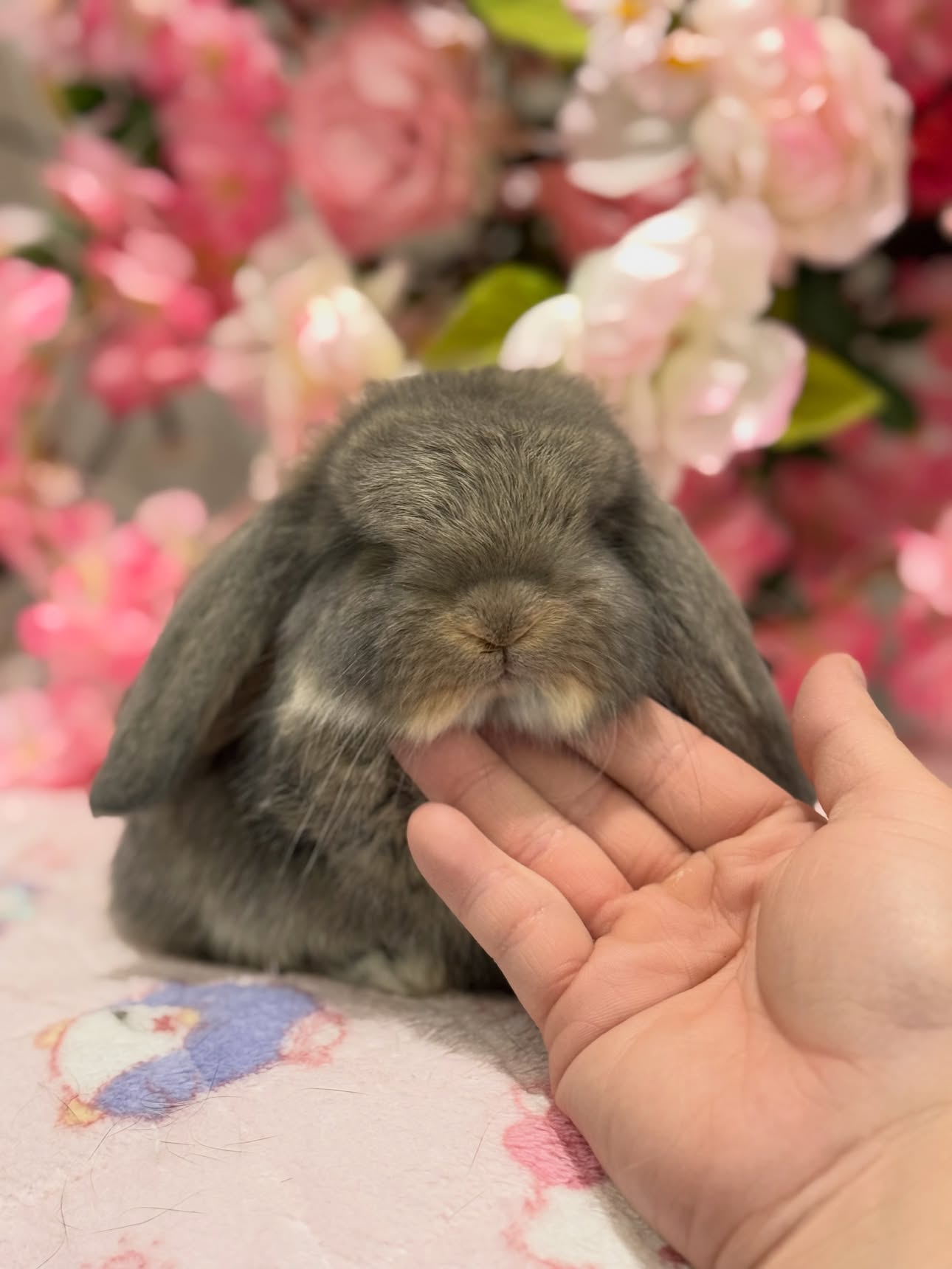 Sage, a opal French Lop buck, photo 3