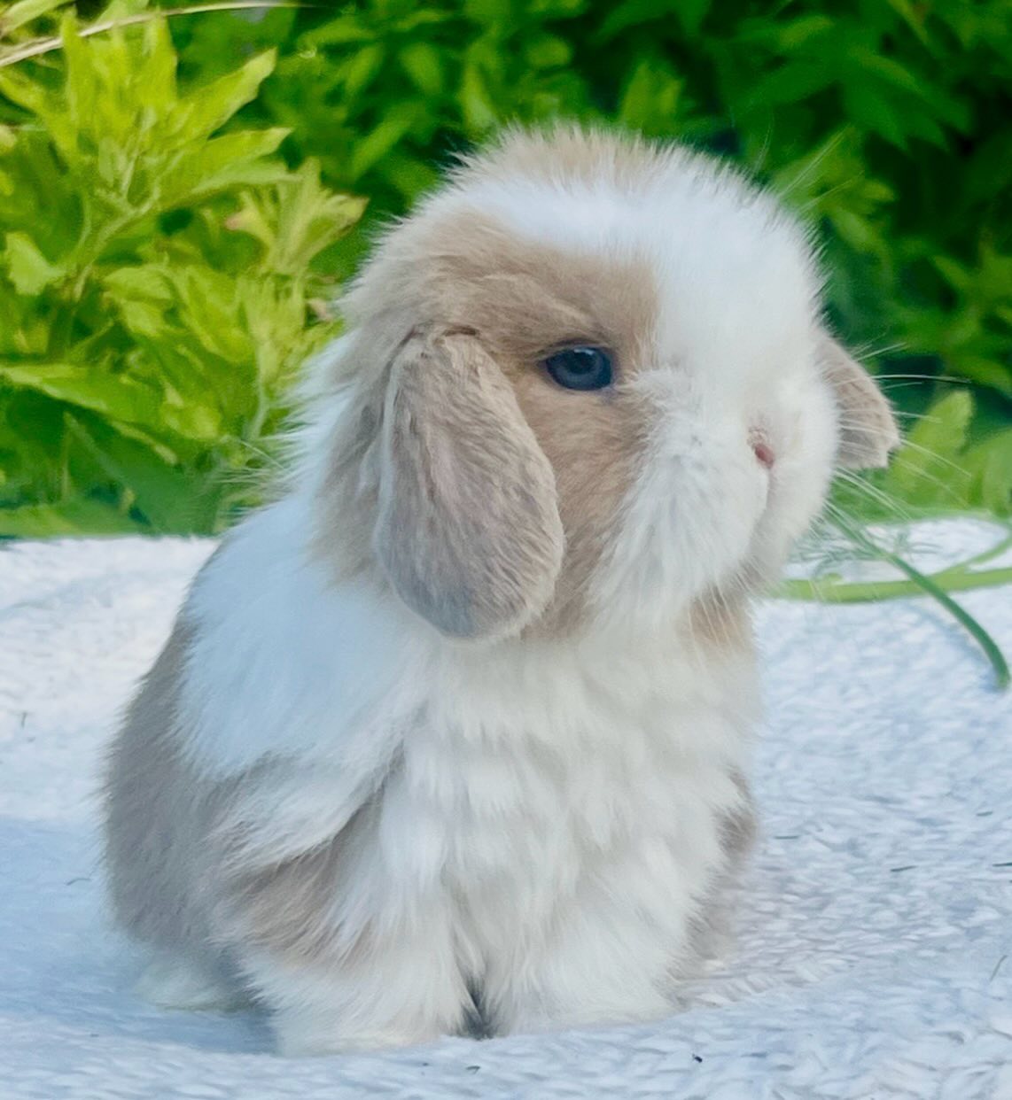 Suki, a chocolate sable point dutch Mini Lop doe