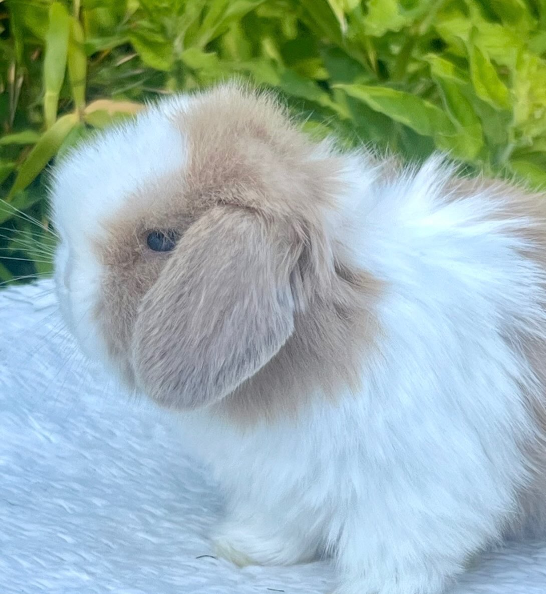Suki, a chocolate sable point dutch Mini Lop doe, photo 3