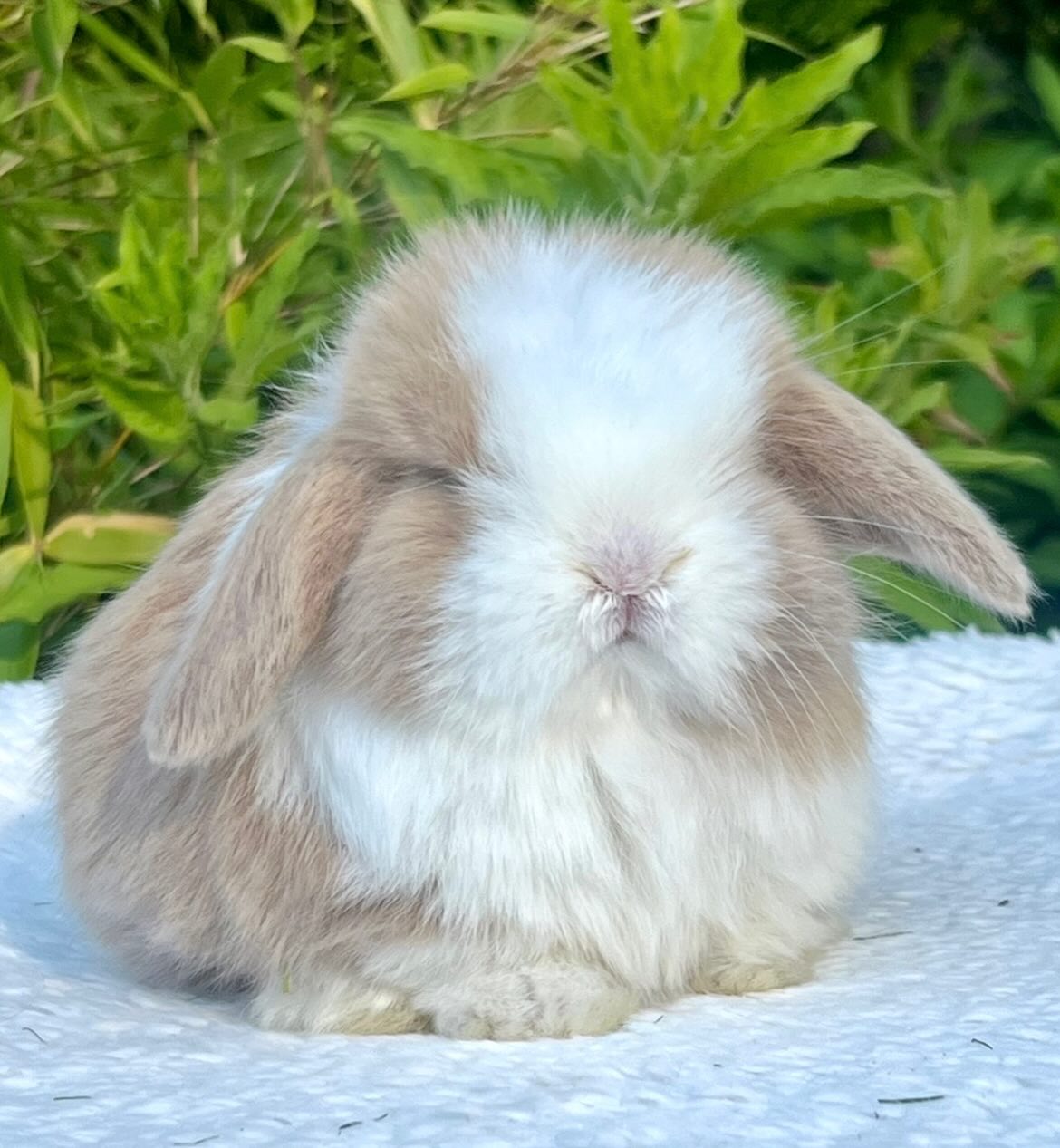 Suki, a chocolate sable point dutch Mini Lop doe, photo 8