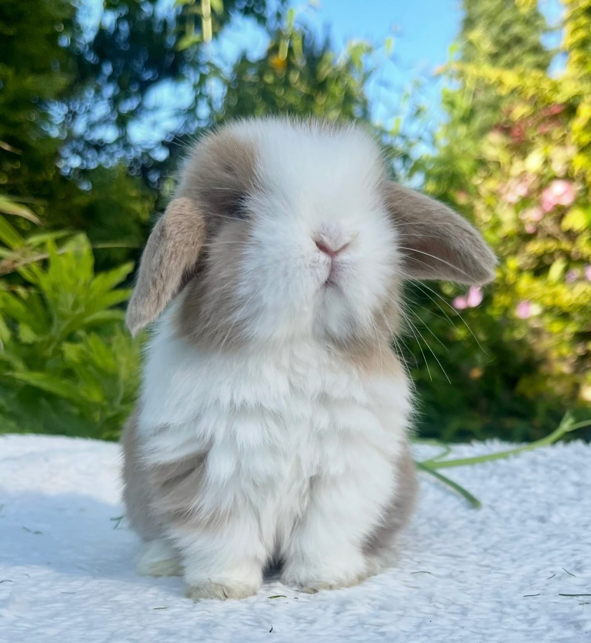 Suki, a chocolate sable point dutch Mini Lop doe, photo 9
