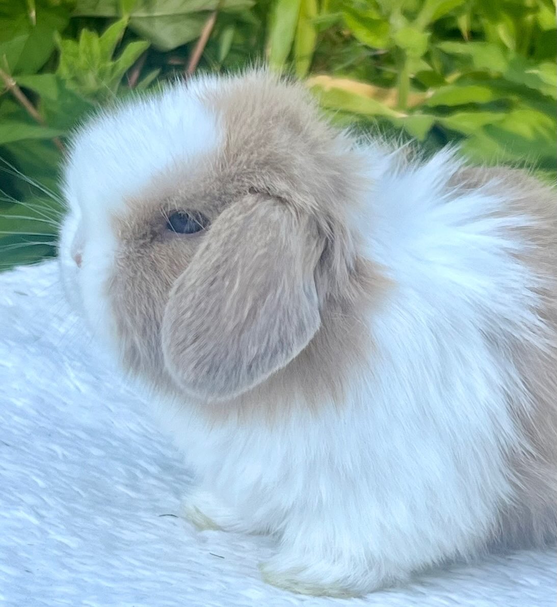 Suki, a chocolate sable point dutch Mini Lop doe, photo 10