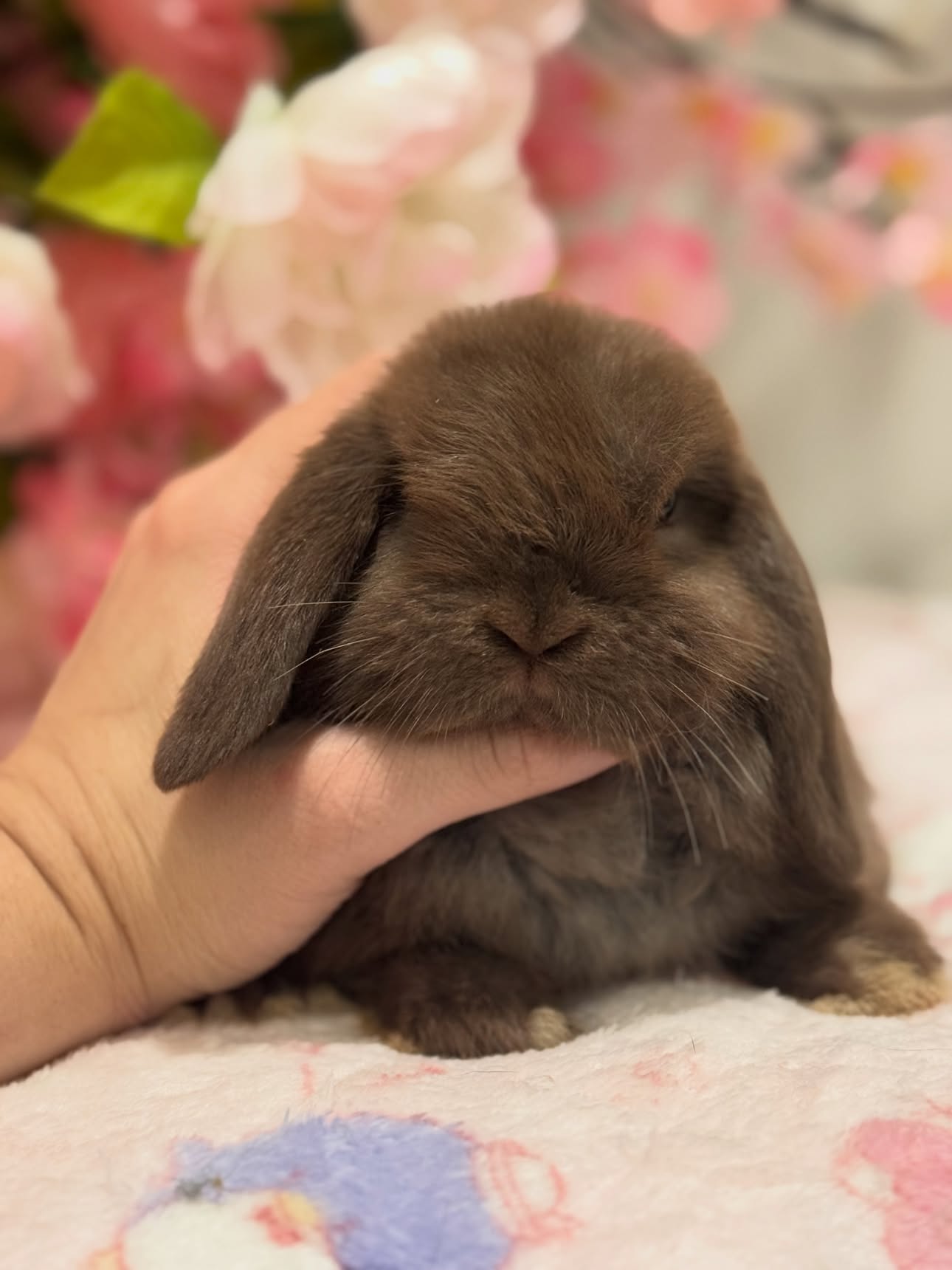 Truffle, a self choc Holland Lop buck available to Wisconsin