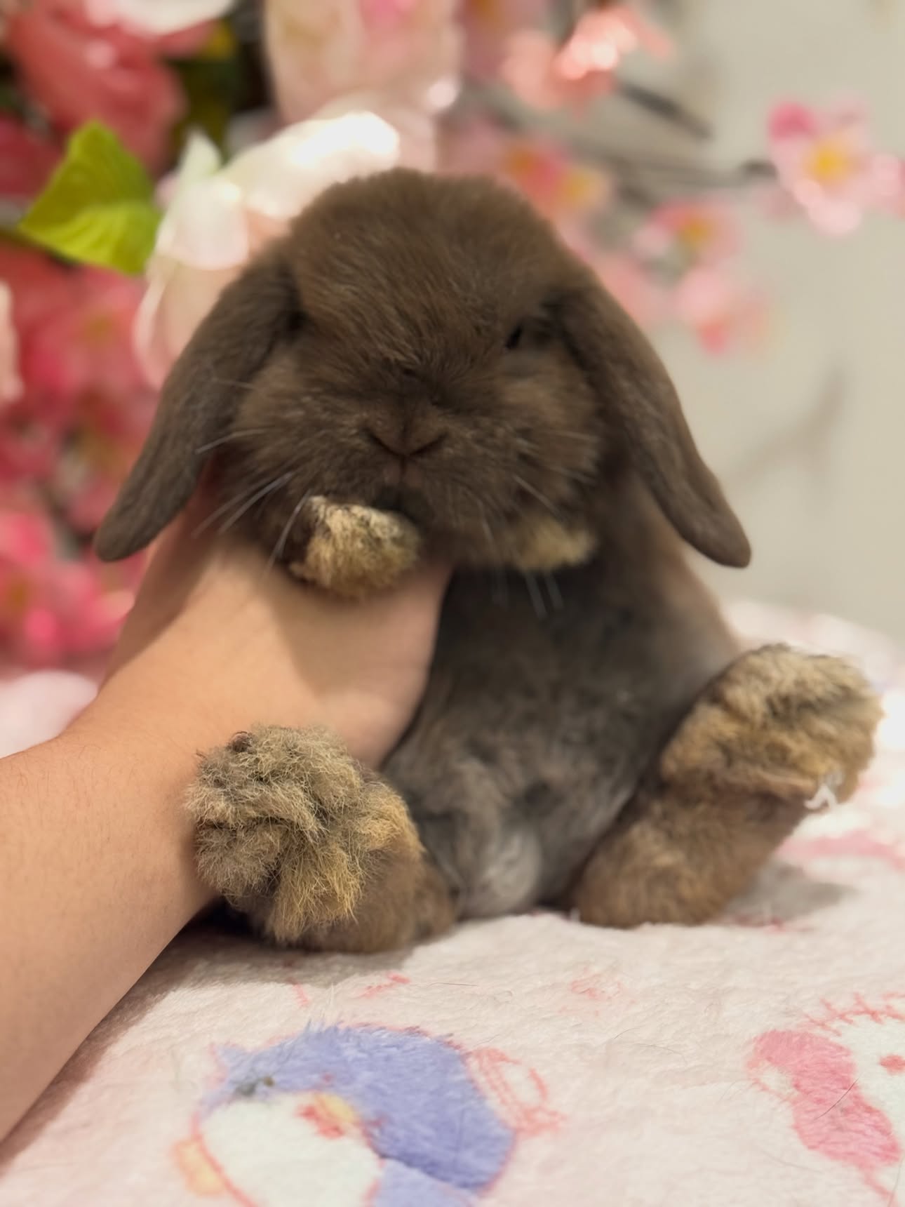 Truffle, a self choc Holland Lop buck available to Wisconsin, photo 2