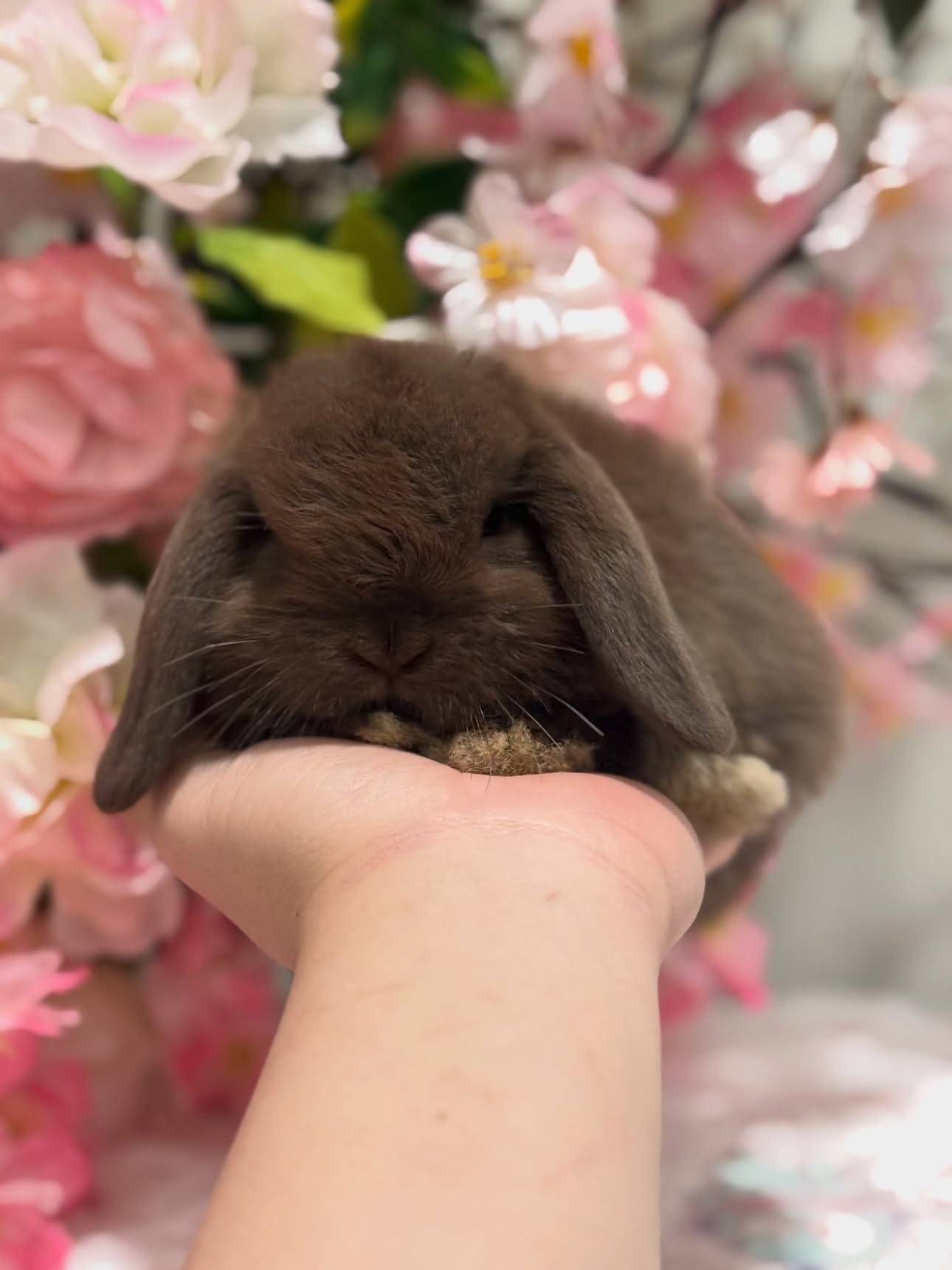 Truffle, a self choc Holland Lop buck available to Wisconsin, photo 3