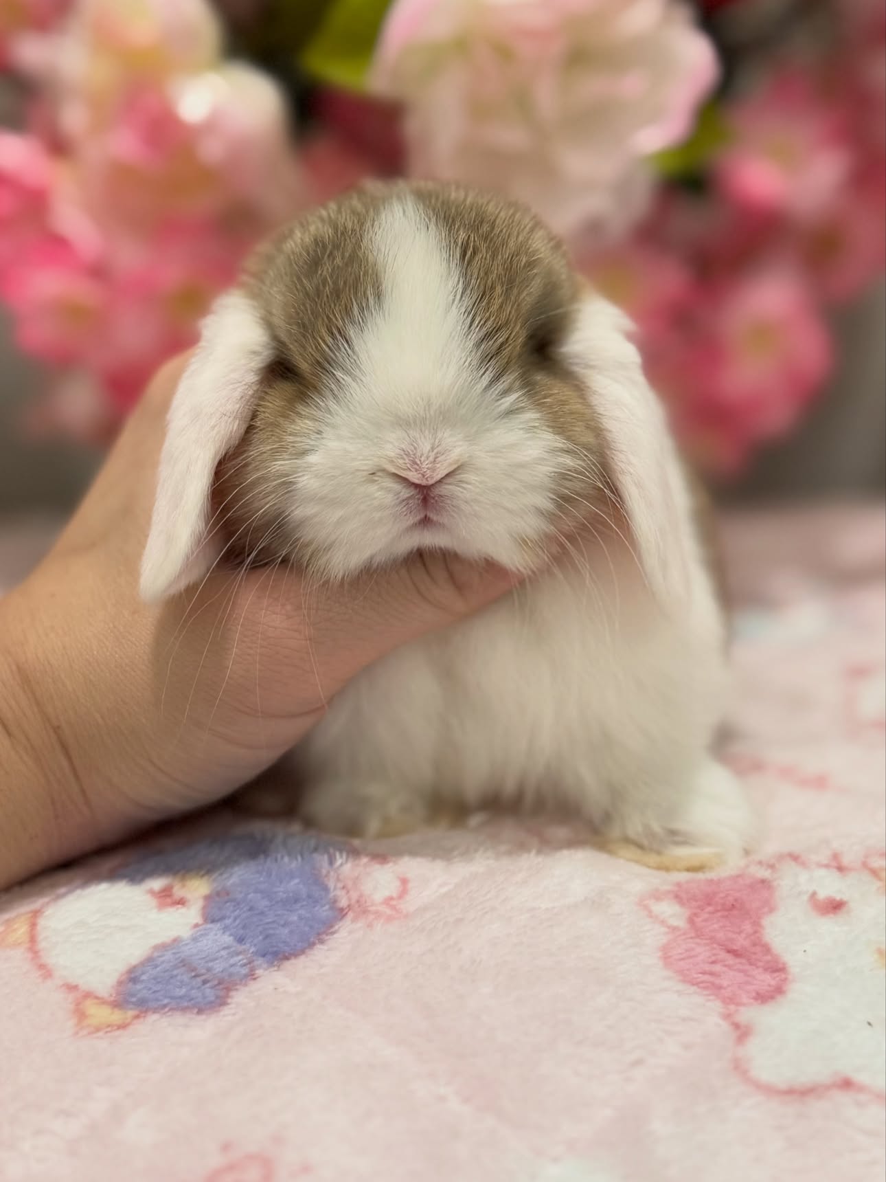 Willow, a chocolate agouti white ear Holland Lop doe available to Georgia