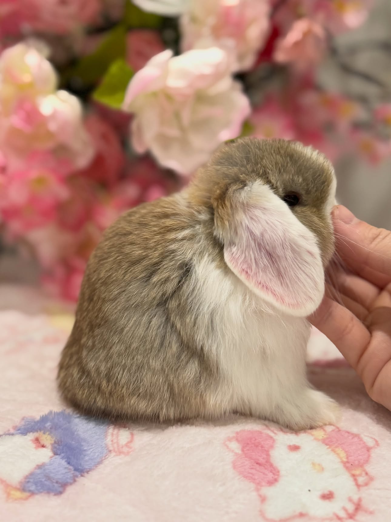 Willow, a chocolate agouti white ear Holland Lop doe available to Georgia, photo 2