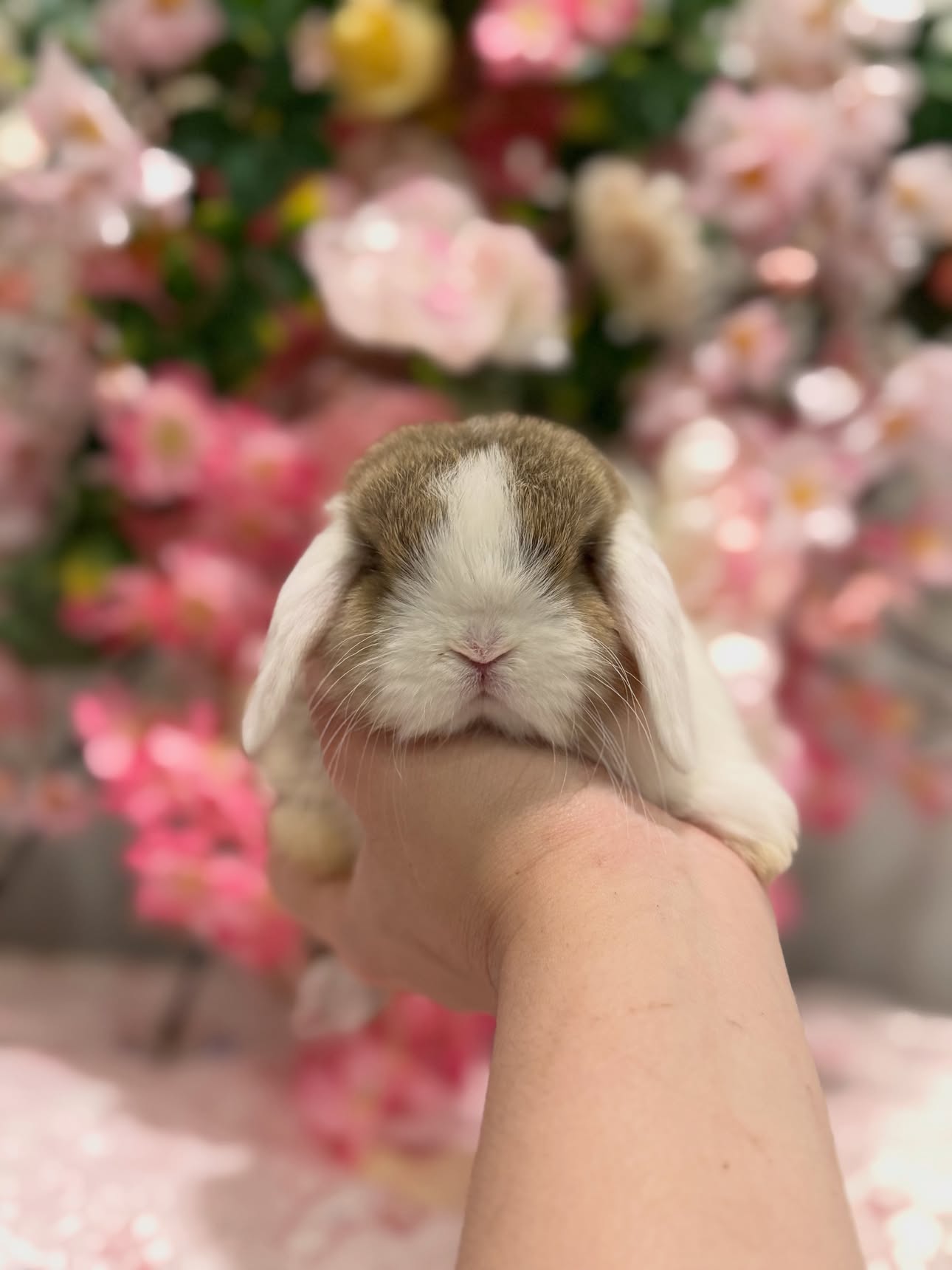Willow, a chocolate agouti white ear Holland Lop doe available to Georgia, photo 3