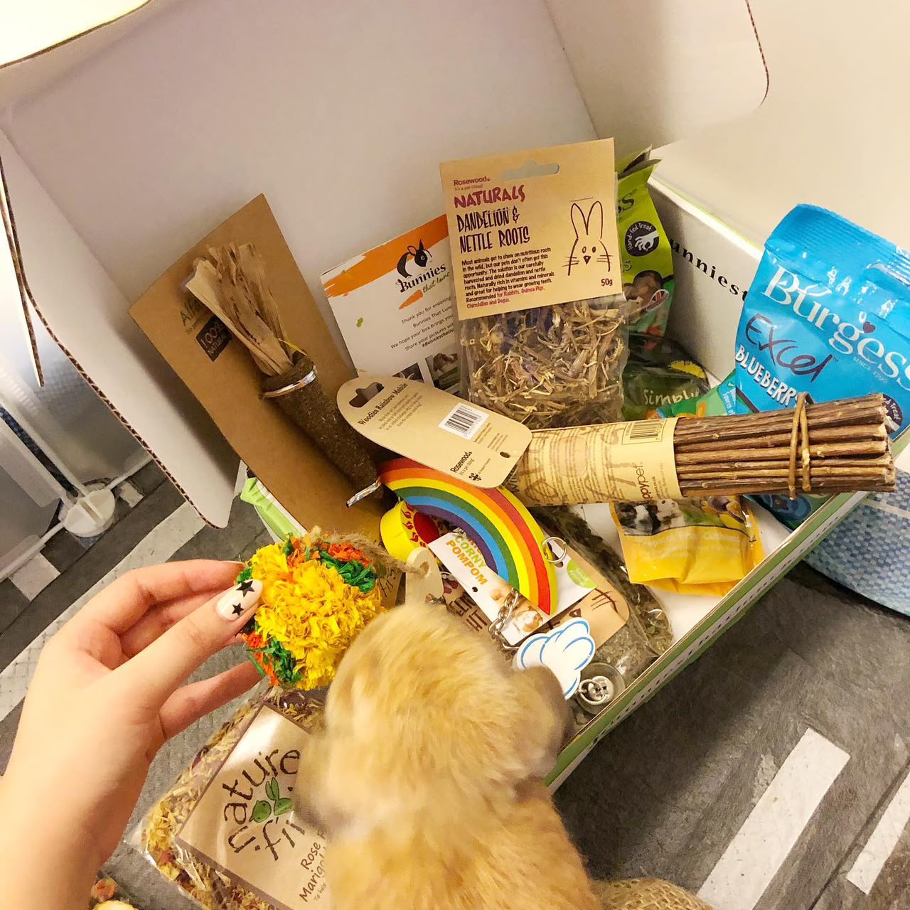 The kit that goes home with every Holland Lop bunny: three days of feed and a scent blanket from the nest