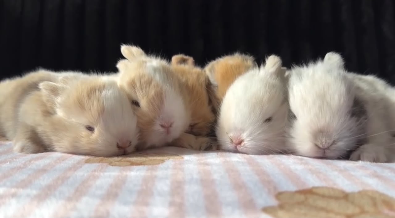 A litter of Holland Lop kits asleep side by side at Arlen Rabbitry in Bakersfield, California